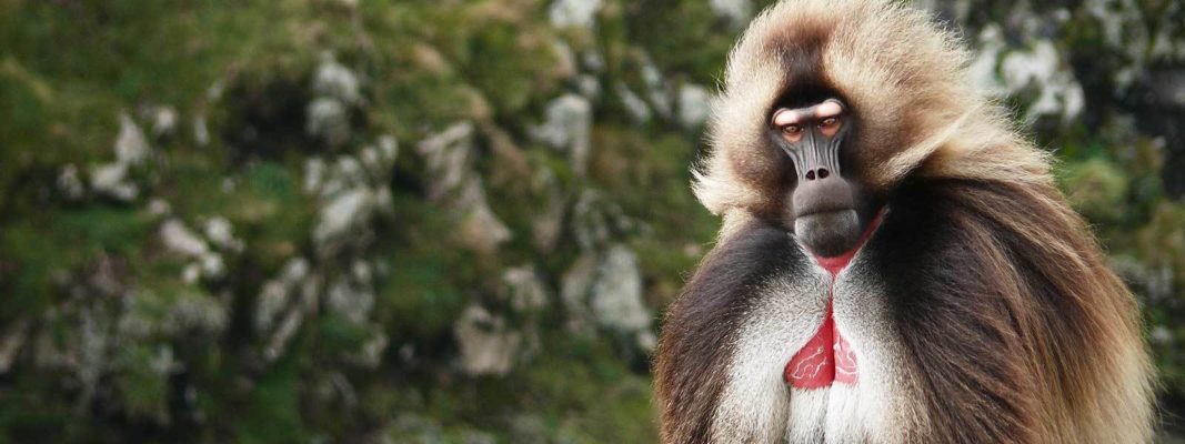 Hiking tour in Ethiopia