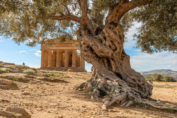 Greek Temple at Agrigento